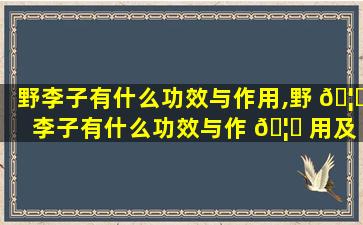 野李子有什么功效与作用,野 🦆 李子有什么功效与作 🦋 用及禁忌